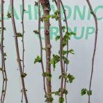 Moruša biela (Morus alba) ´ALBA PENDULA´ - výška 110-130 cm, obvod kmeňa 8/10 cm, kont. C30L - ČIERNOPLODÁ